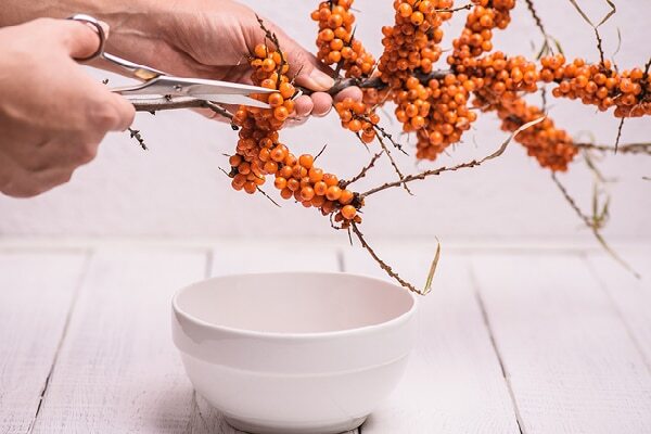 FAQs about sea buckthorn benefits