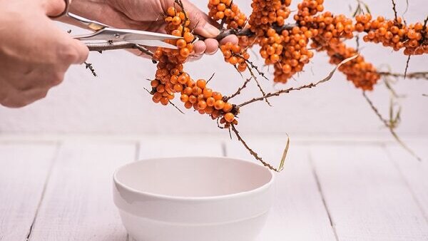 FAQs about sea buckthorn benefits
