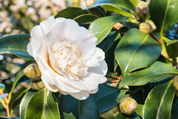 Frequently asked questions about camellia sinensis