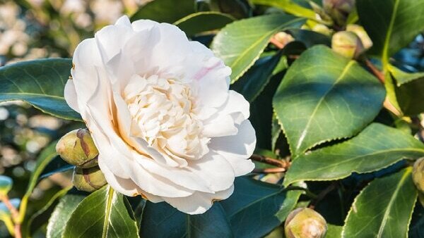 Frequently asked questions about camellia sinensis