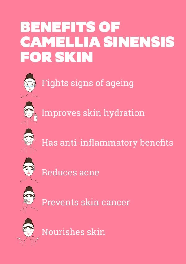 Frequently asked questions about camellia sinensis