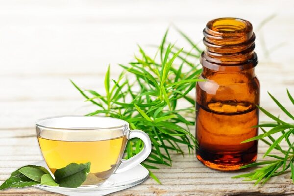 Frequently asked questions about camellia sinensis