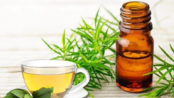 Frequently asked questions about camellia sinensis
