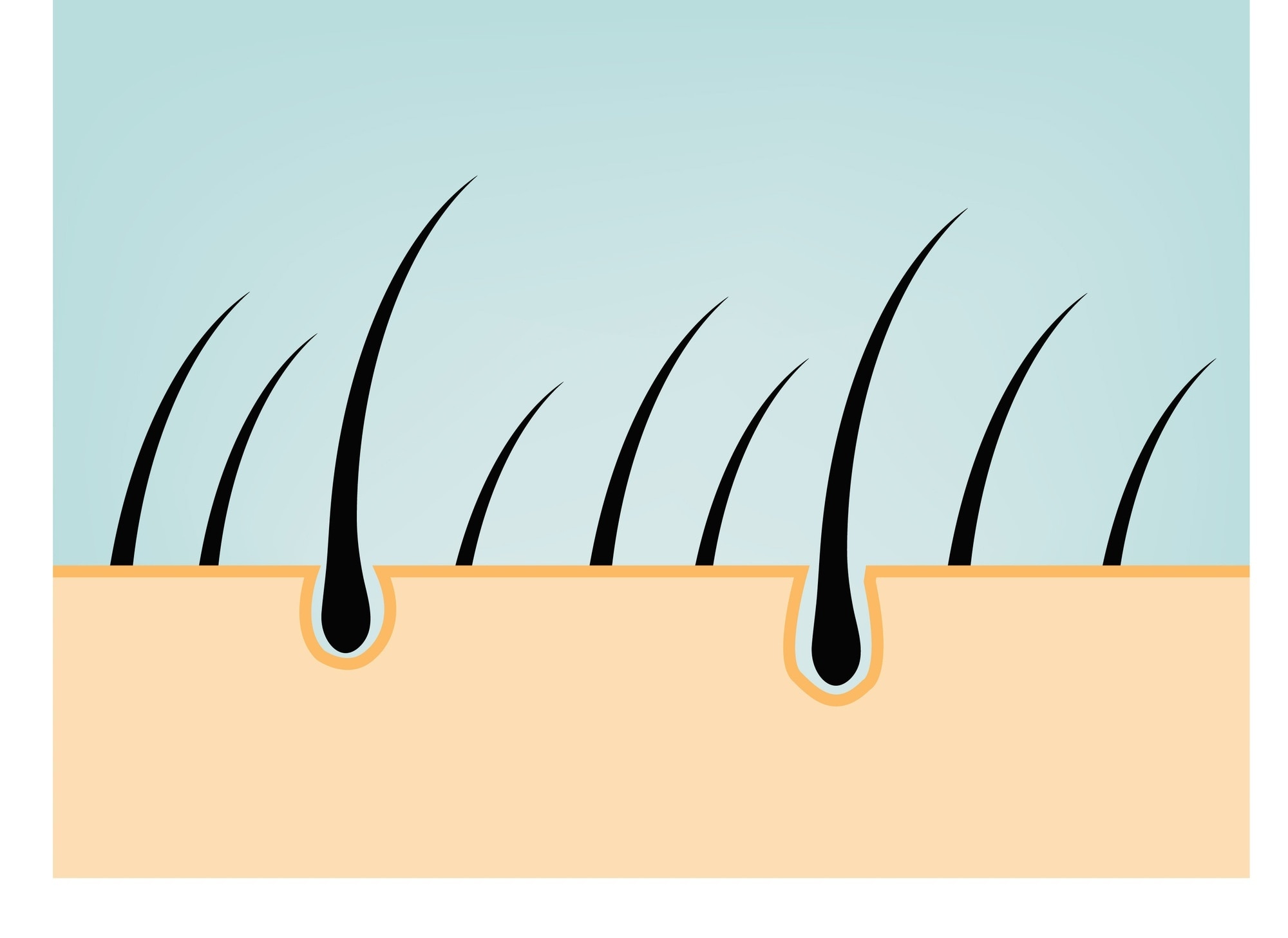 hair growth cycle: drawn image of a close-up look at hair strands in the follicle
