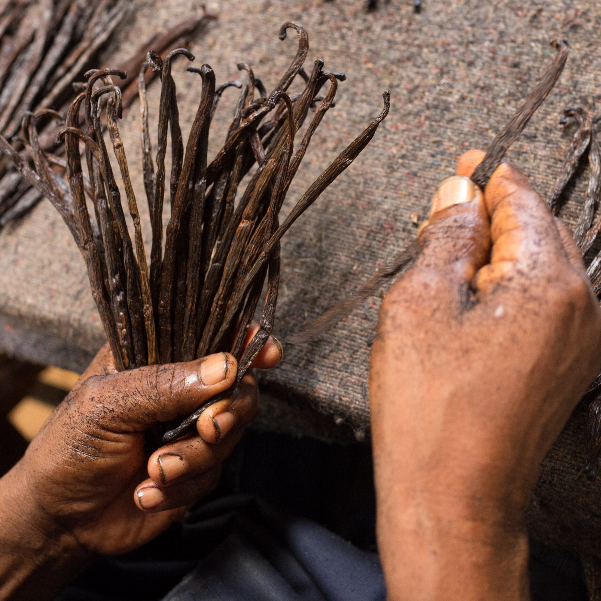 Close-up of hands sorting and bundling dried vanilla pods on a textured work surface.​