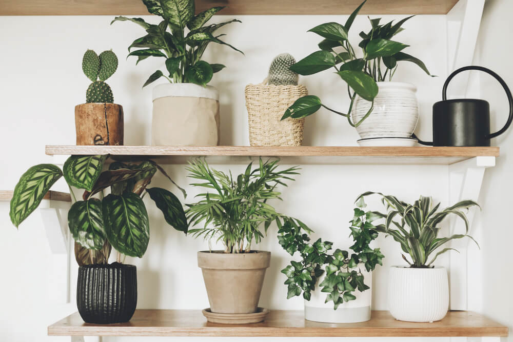 インテリアになる観葉植物4選｜選び方や育て方、部屋でのリラックスアイテムも