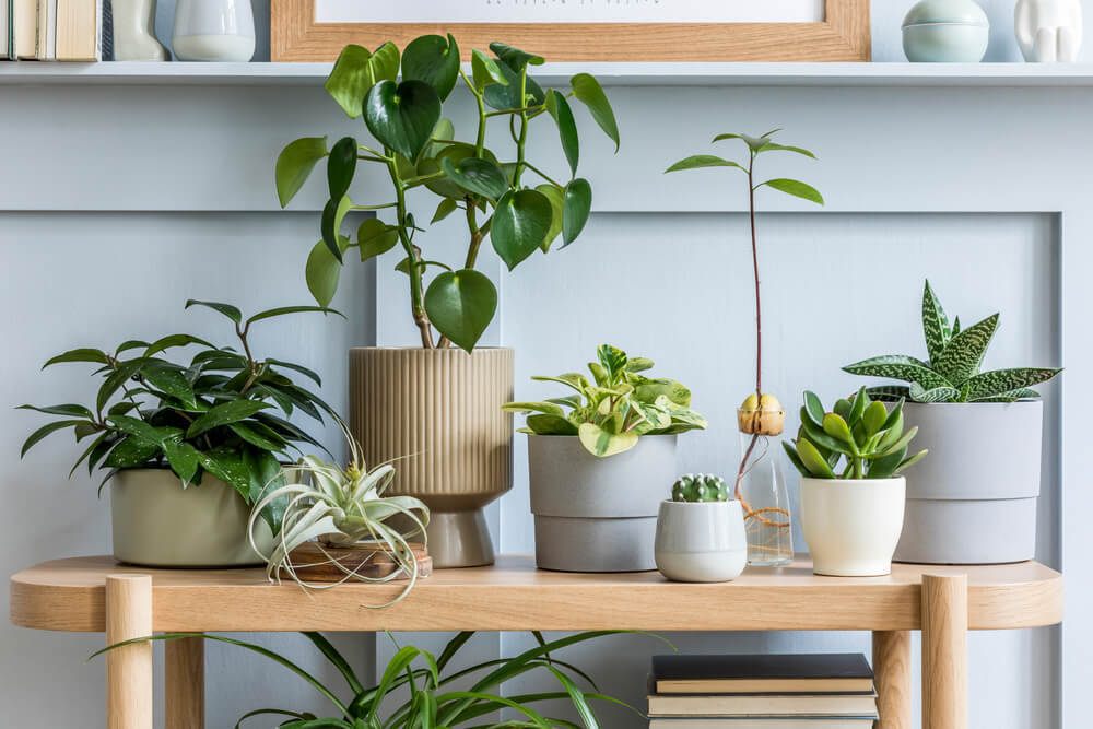 インテリアになる観葉植物4選｜選び方や育て方、部屋でのリラックスアイテムも