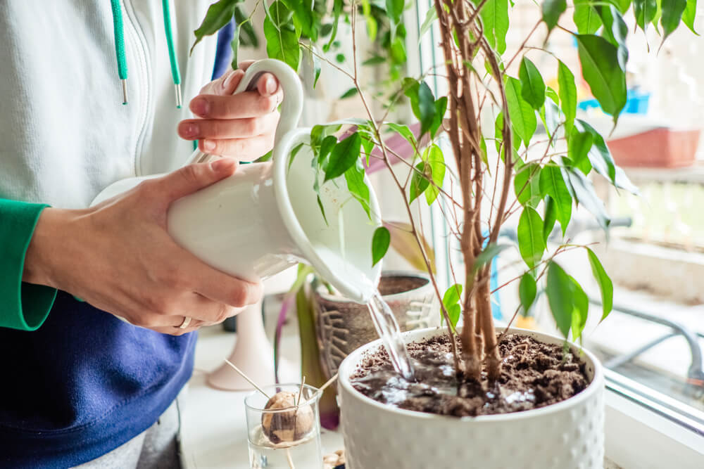 インテリアになる観葉植物4選｜選び方や育て方、部屋でのリラックスアイテムも