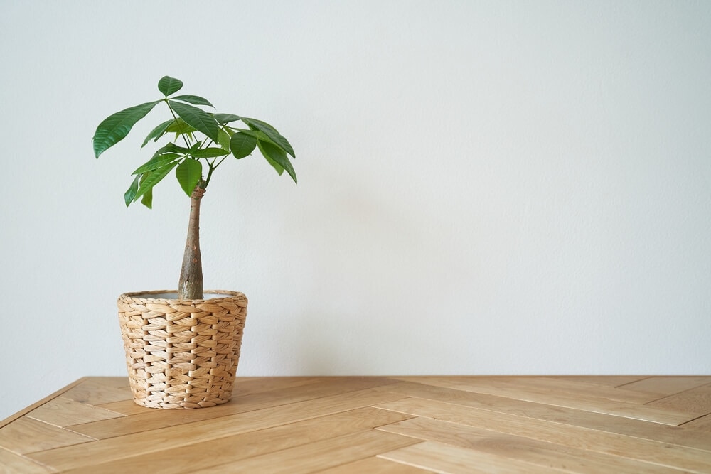 インテリアになる観葉植物4選｜選び方や育て方、部屋でのリラックスアイテムも