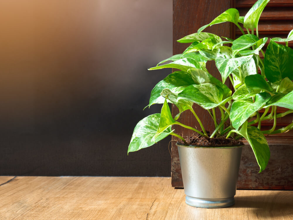 インテリアになる観葉植物4選｜選び方や育て方、部屋でのリラックスアイテムも