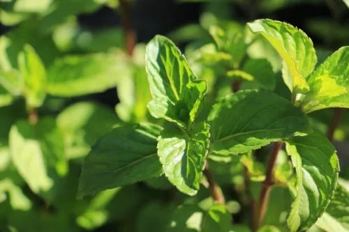 Regenerating Mint with Farmer Champions by Seva Trust
