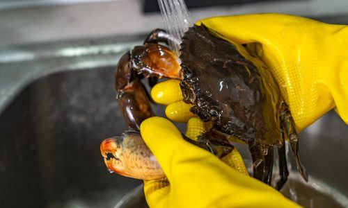 Cara Membersihkan Kepiting yang Benar Sebelum Dimasak