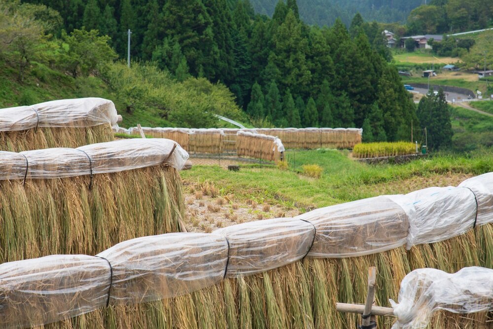 Jangan Asal Beli, Cari Tahu Dulu Perbedaan Beras Premium dan Medium