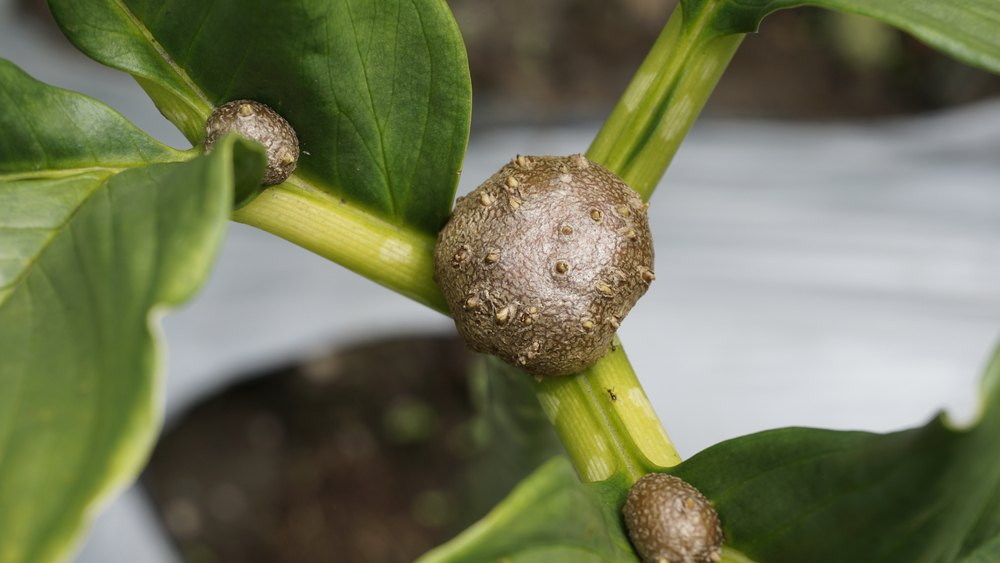 Inilah Manfaat Beras Shirataki yang Wajib Kamu Tahu