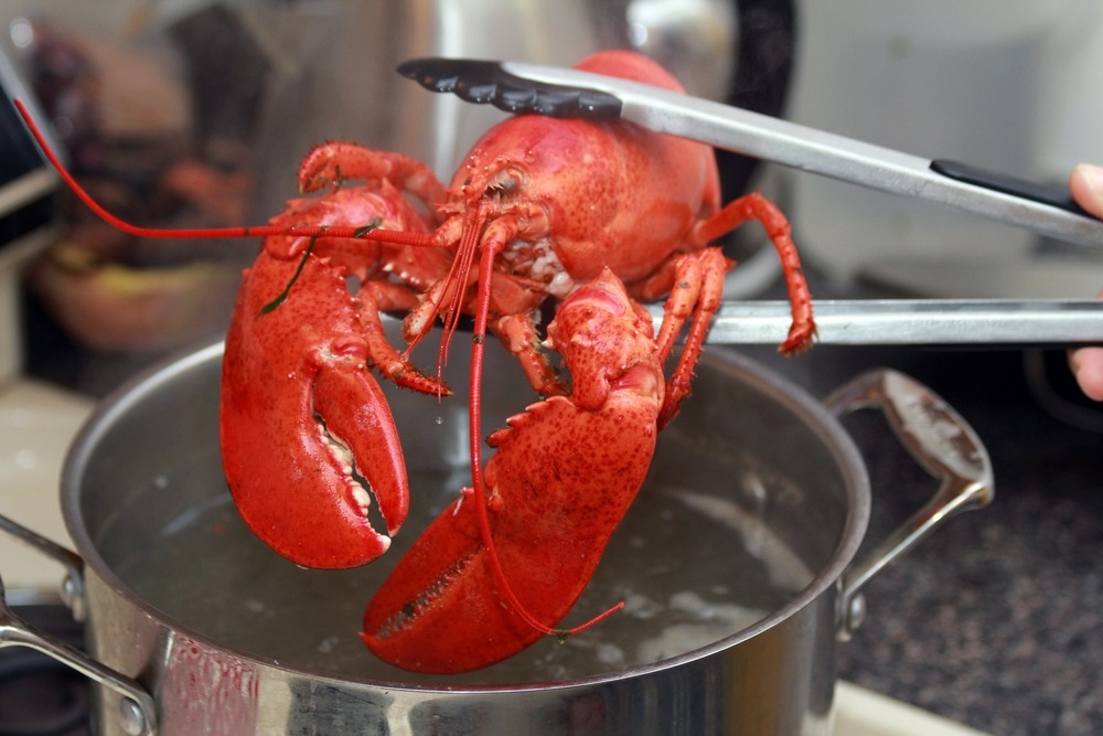 Siapa Bilang Sulit? Yuk, Ketahui Kiat-Kiat Mudah Masak Lobster di Rumah!