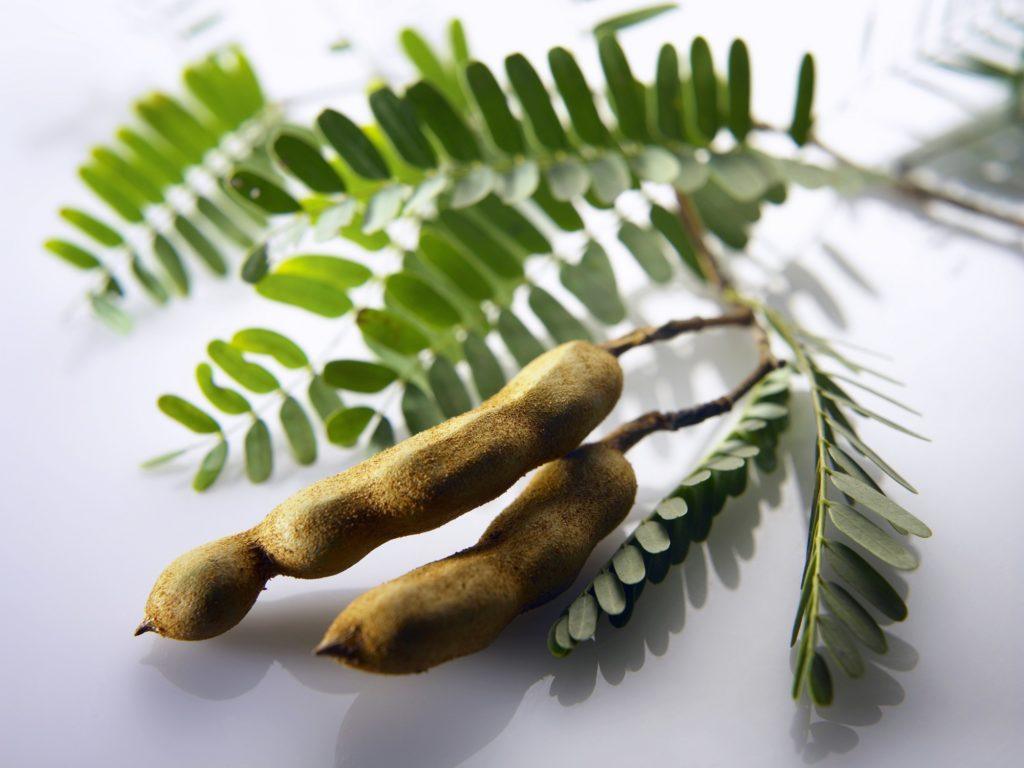 Cara Mengolah Daun Pepaya Agar Tak Pahit