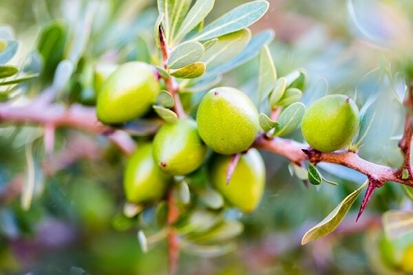 FAQs on argan oil on face
