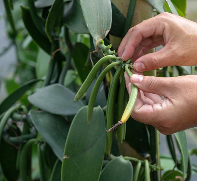 Close-up of a hand picking vanilla beans
