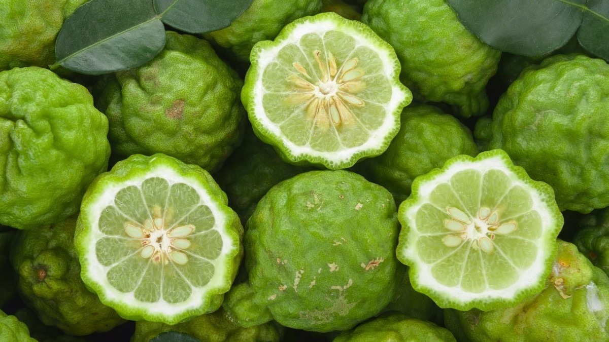 Essential Oil #2 – Bergamot Oil