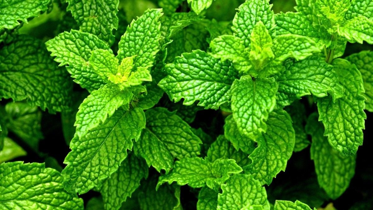 Essential Oil #3 – Peppermint Oil