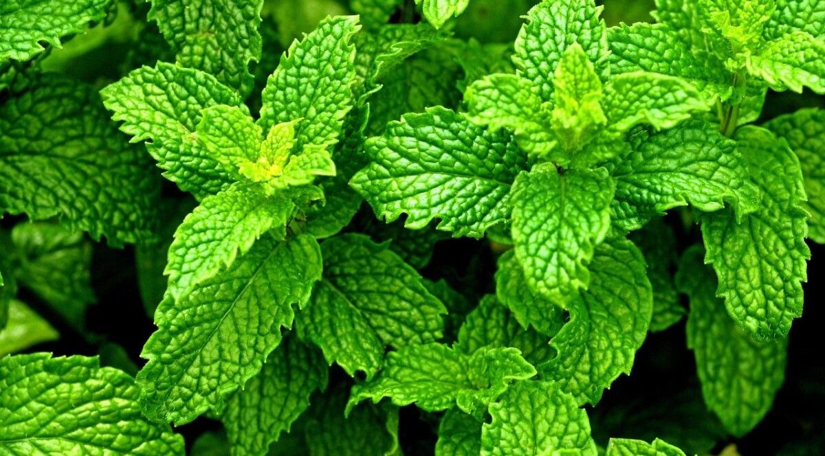 Essential Oil #3 – Peppermint Oil