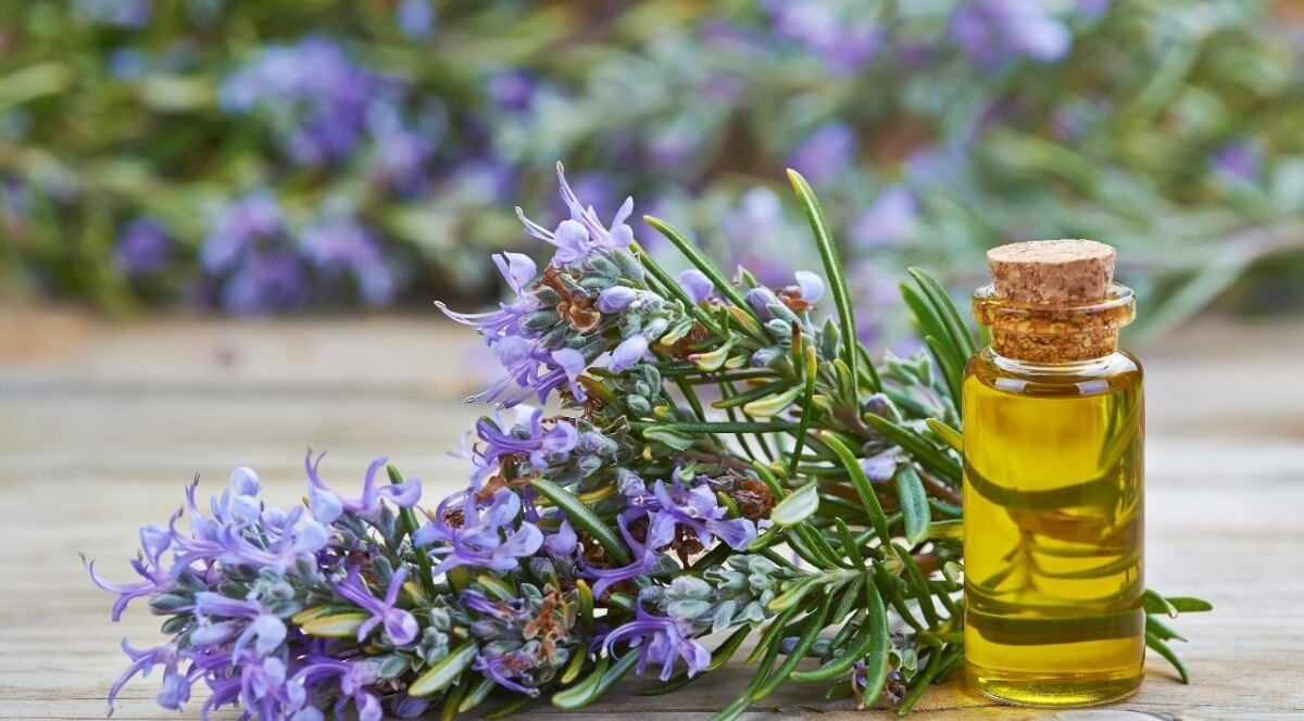 Essential Oil #4 – Rosemary Oil