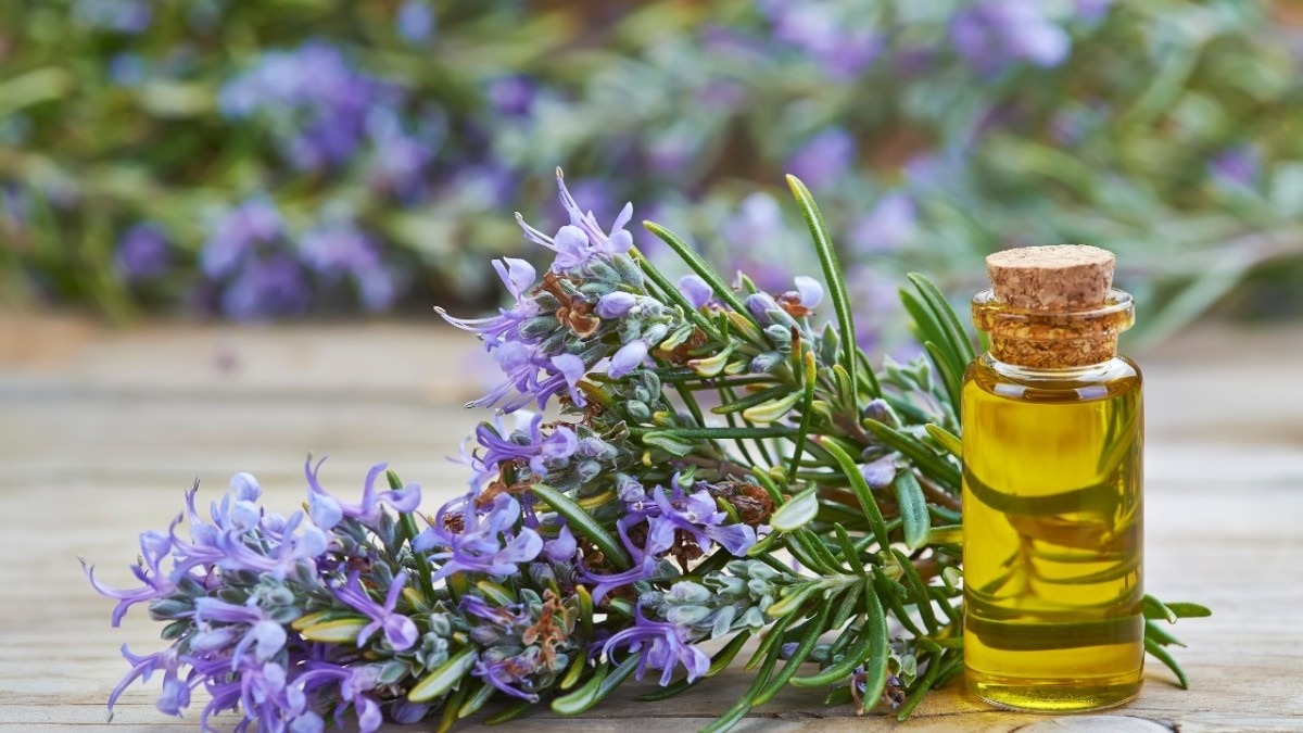 Essential Oil #4 – Rosemary Oil