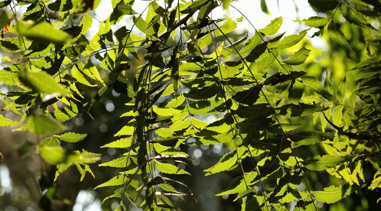 Neem