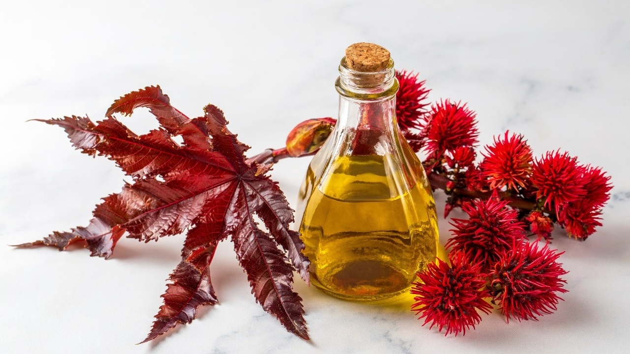Castor-oil-onion-juice