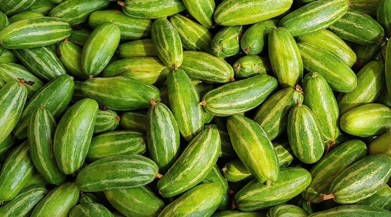 Cucumber
