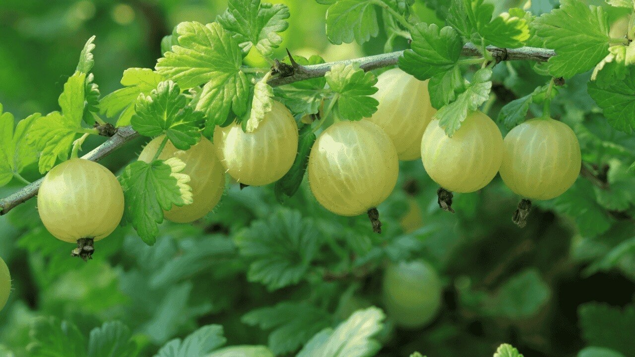4. Gooseberries