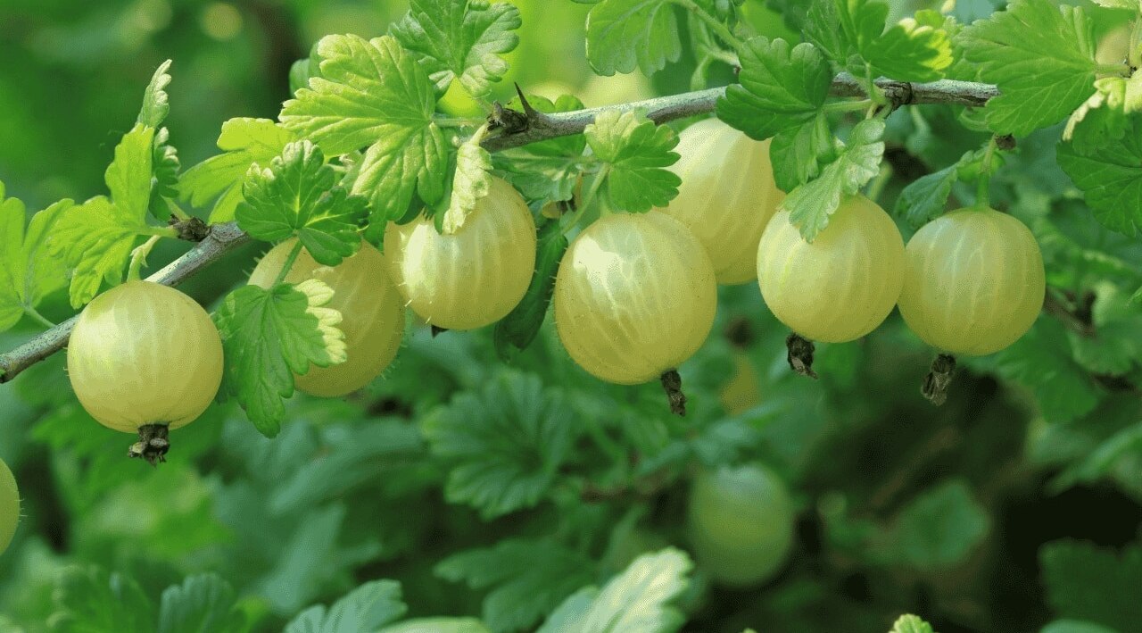 4. Gooseberries