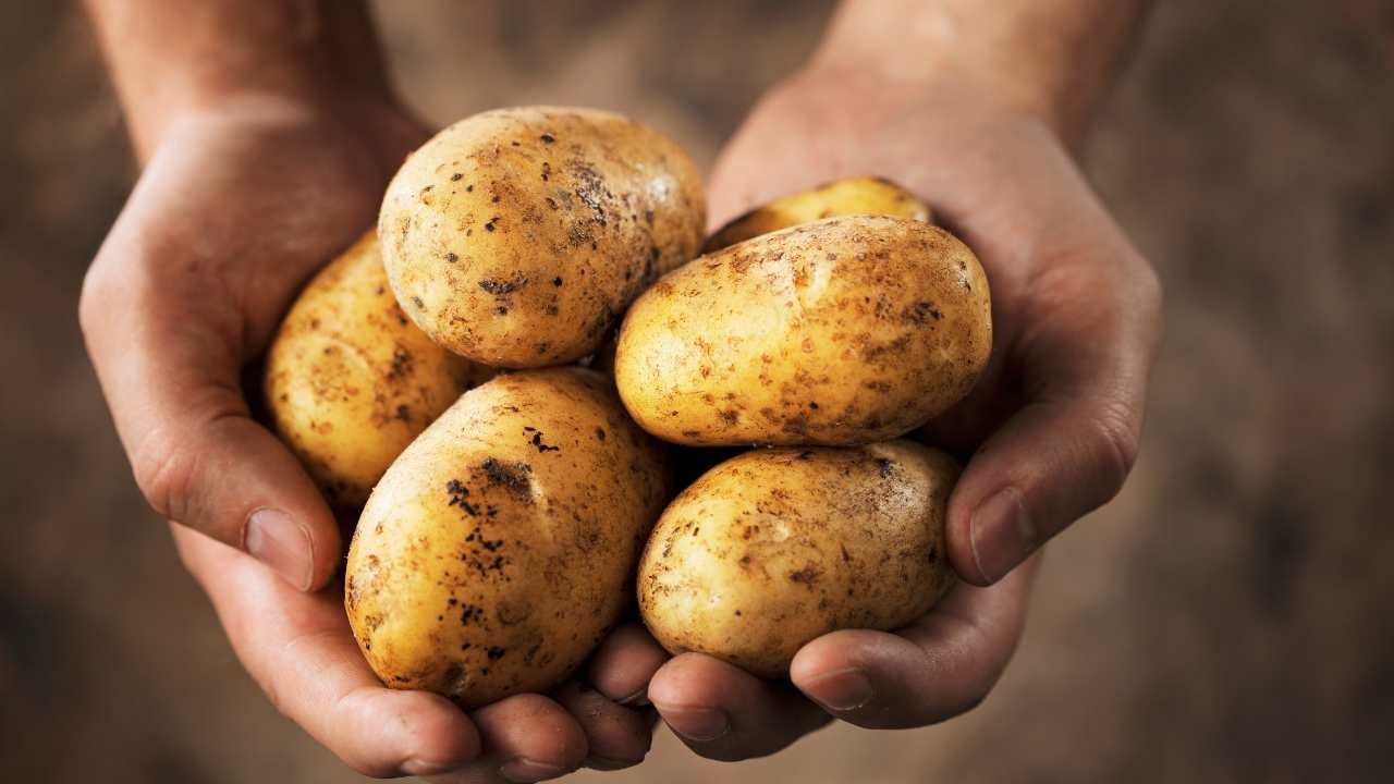 Potato skin