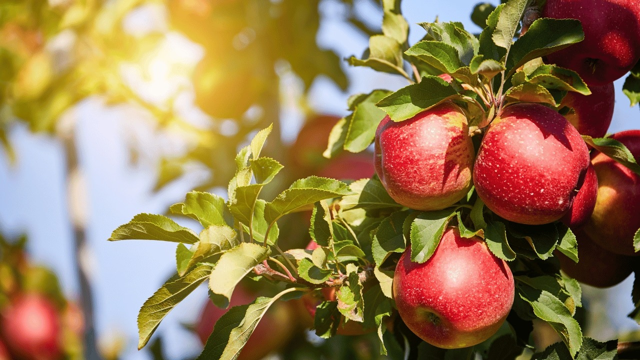 Apple