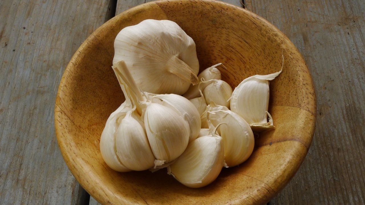 Garlic