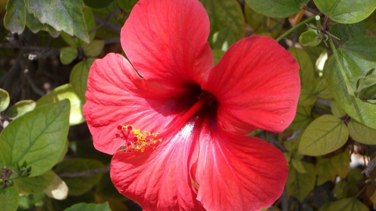 Hibiscus and fenugreek hair pack