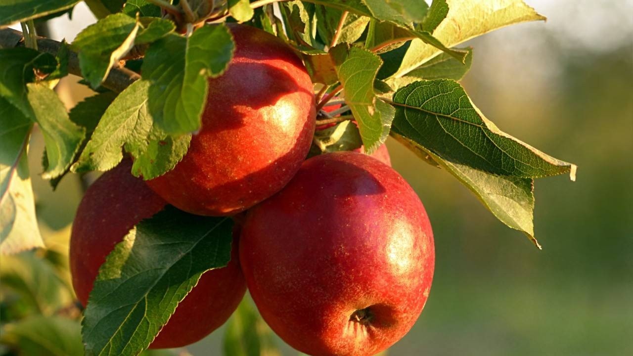 FAQs: Apple benefits for the skin