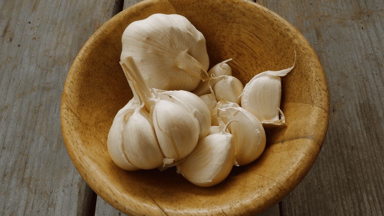 Garlic