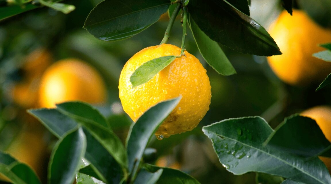 6 Benefits Of Lemon For Your Hair