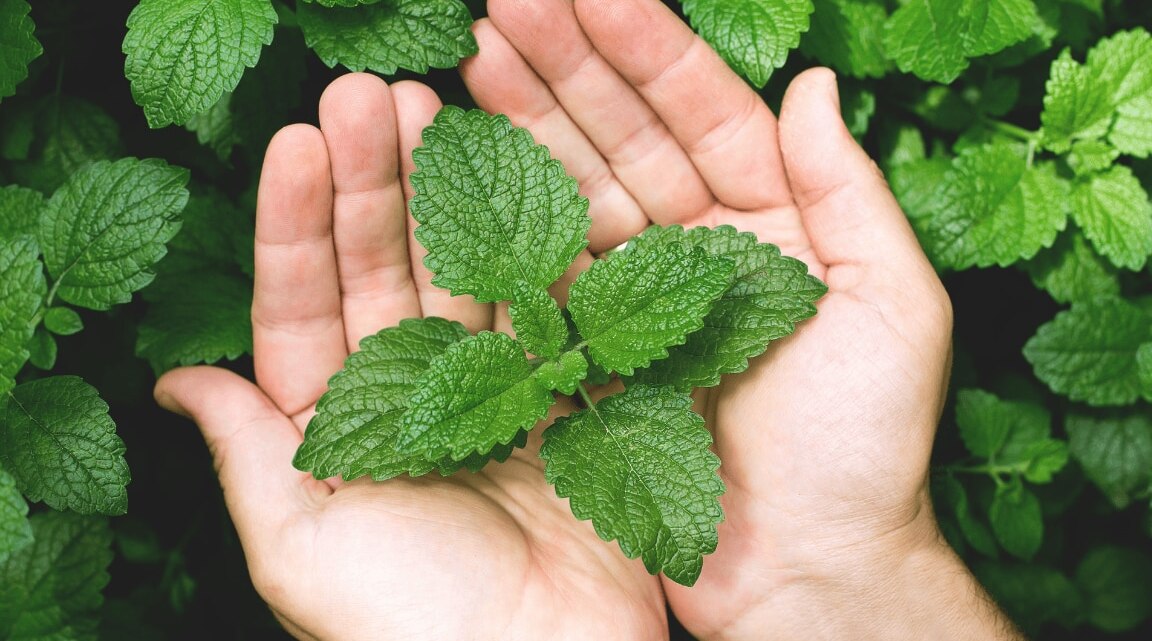 Add These 7 Diy Mint Face Packs To Your Skin Care Routine For Glowing Skin!
