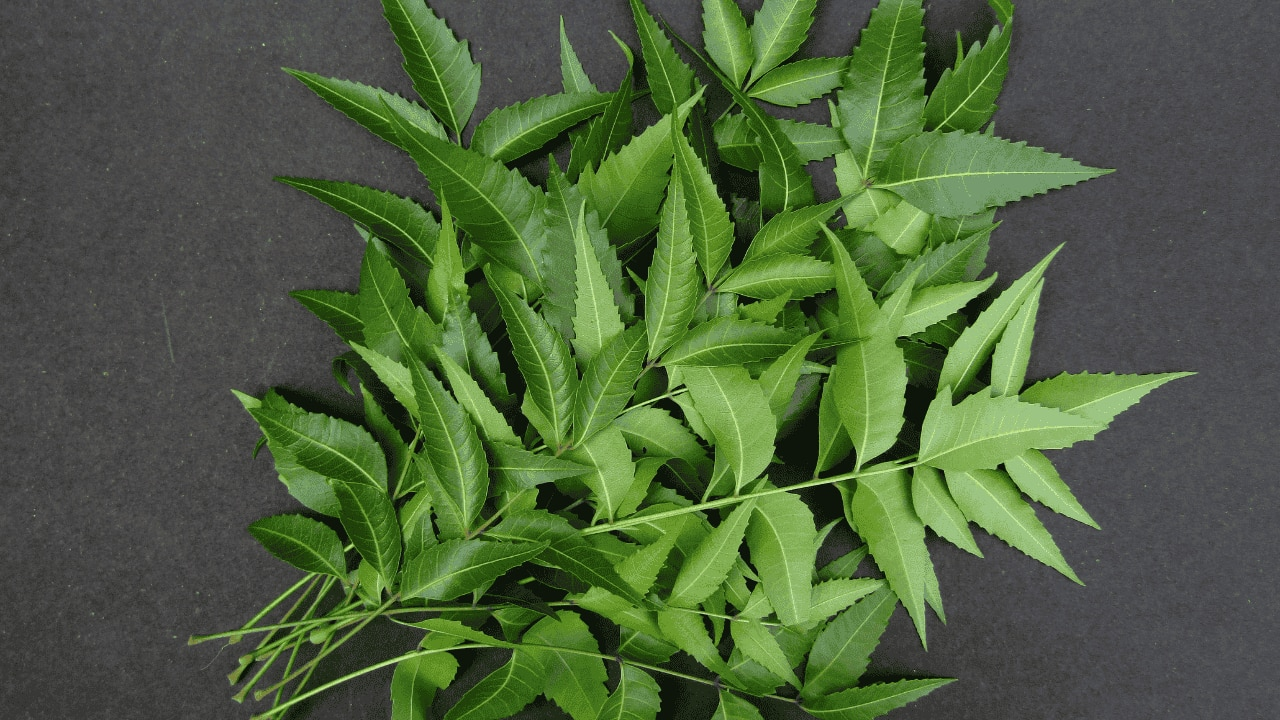 2. Neem leaves