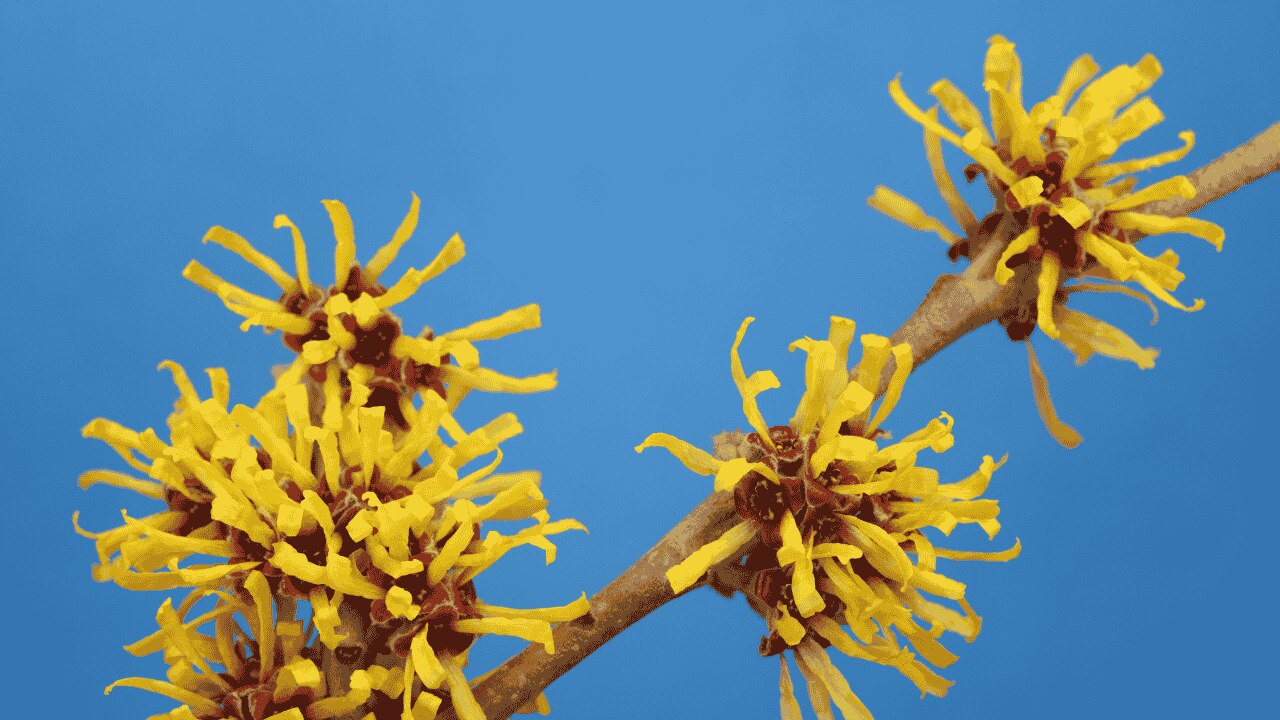 What exactly is witch hazel?