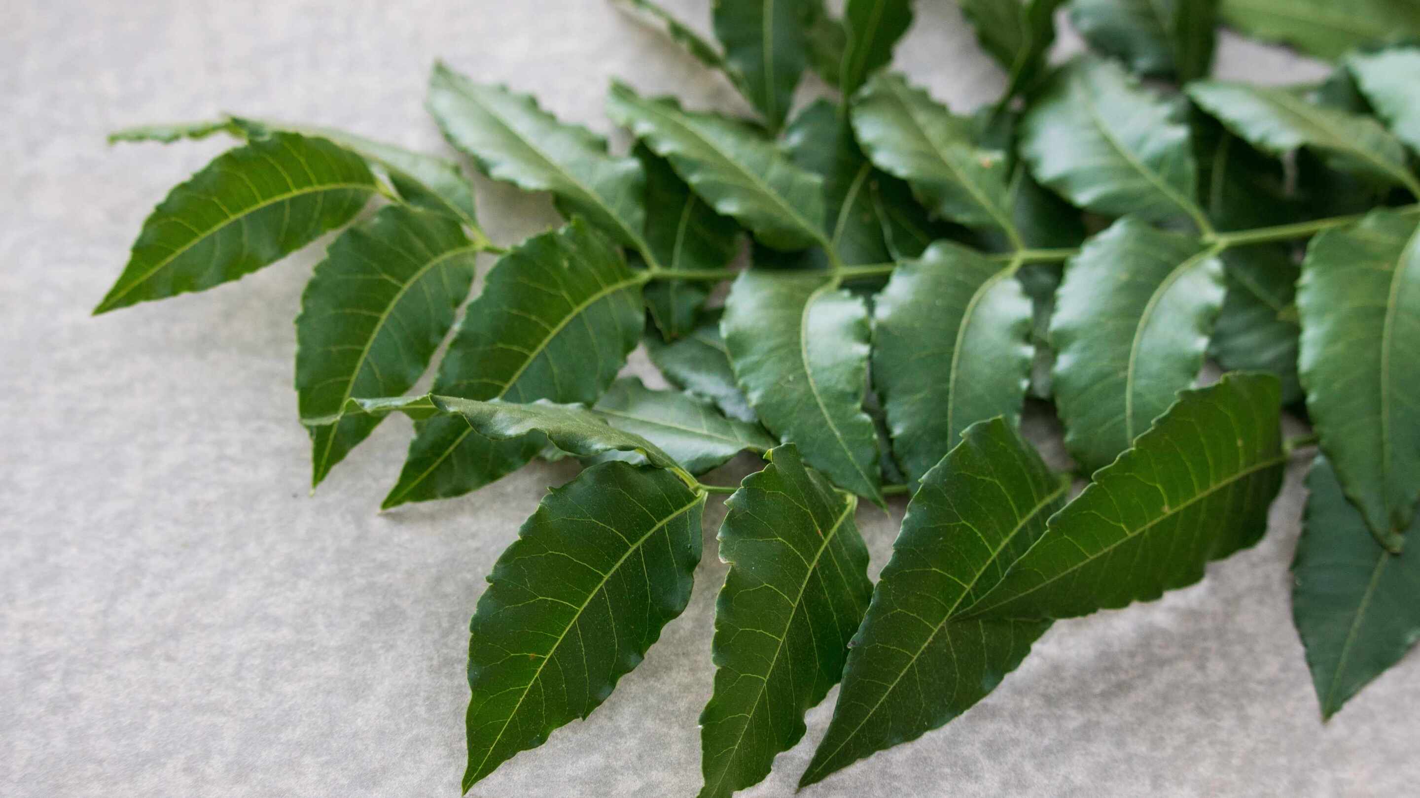 Neem leaves