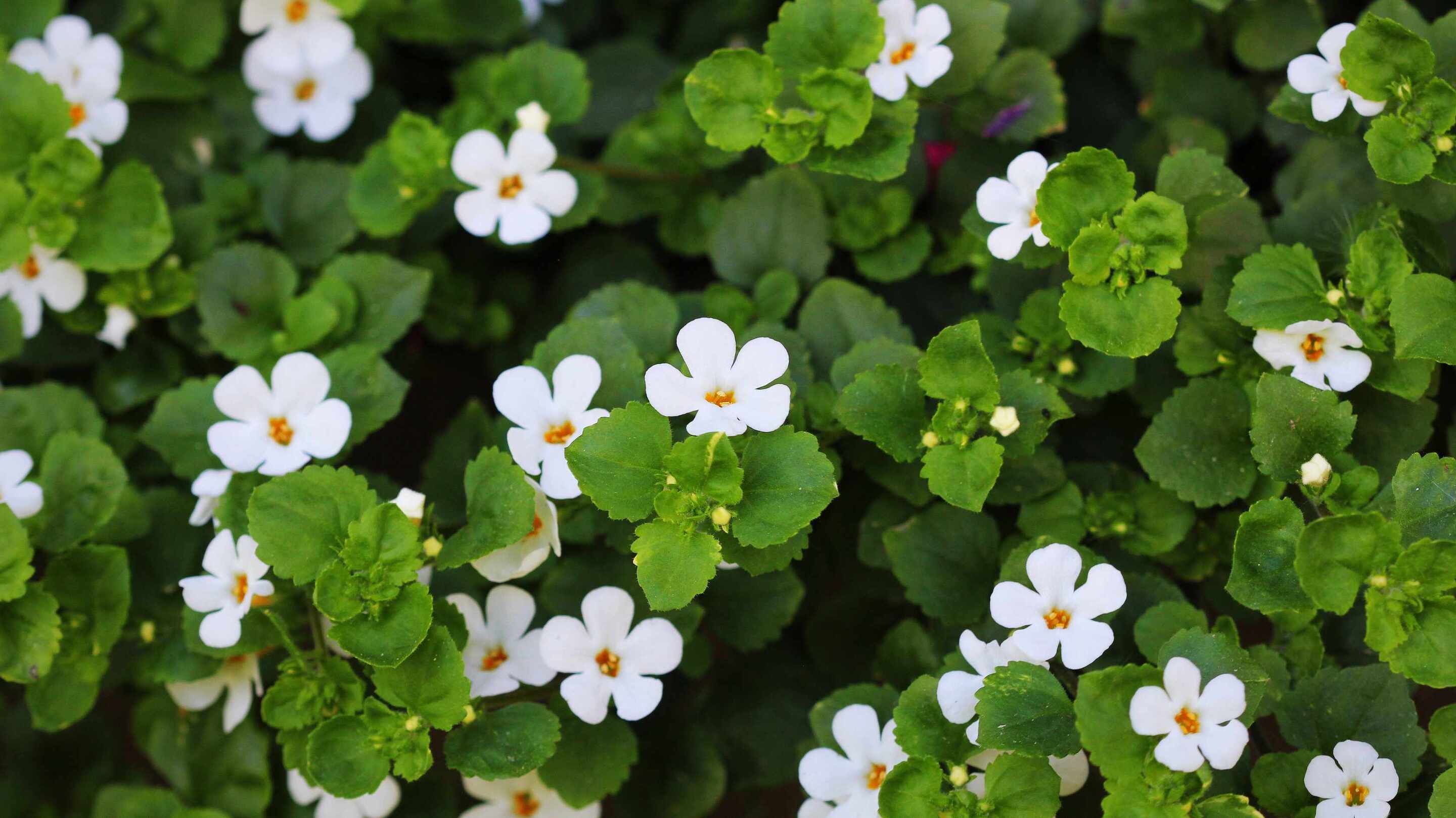 Brahmi