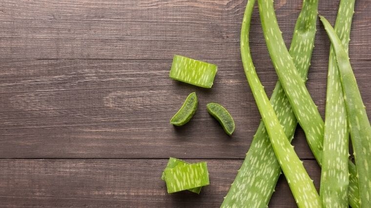 Aloe vera