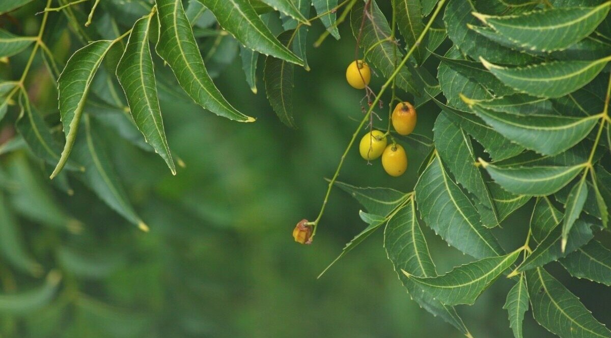 Benefits of neem leaves for skin