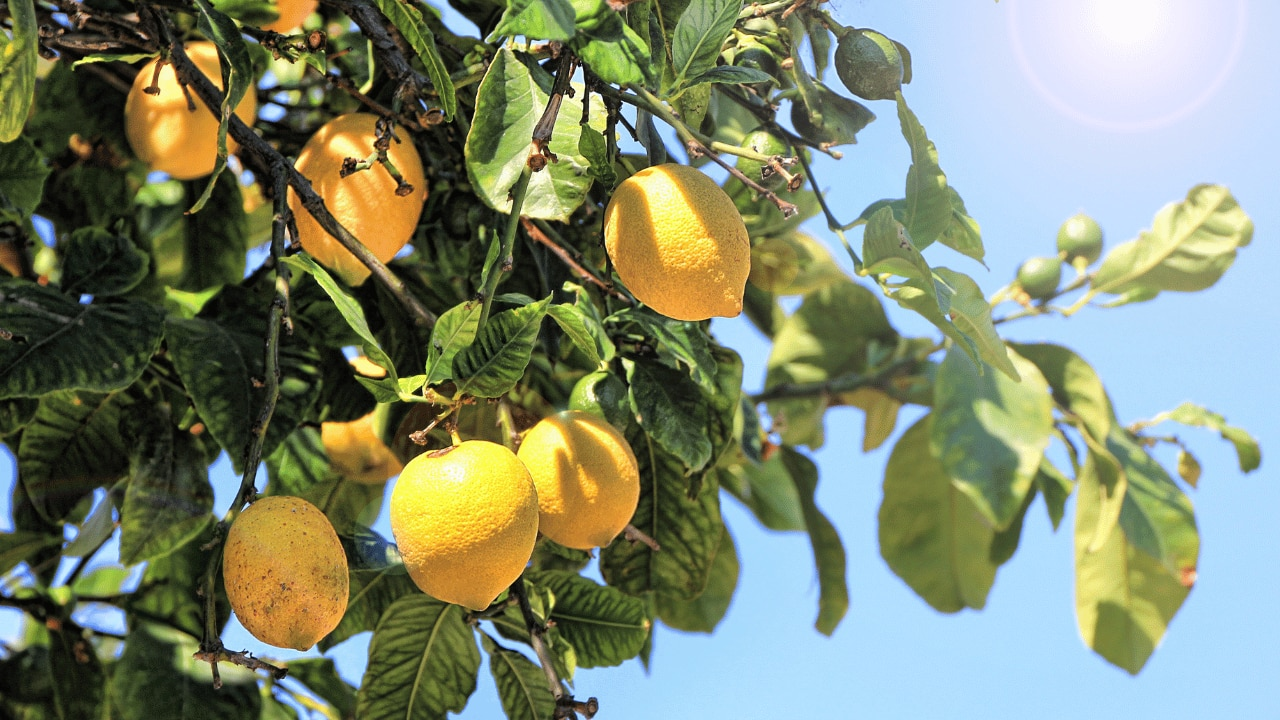 Lemons