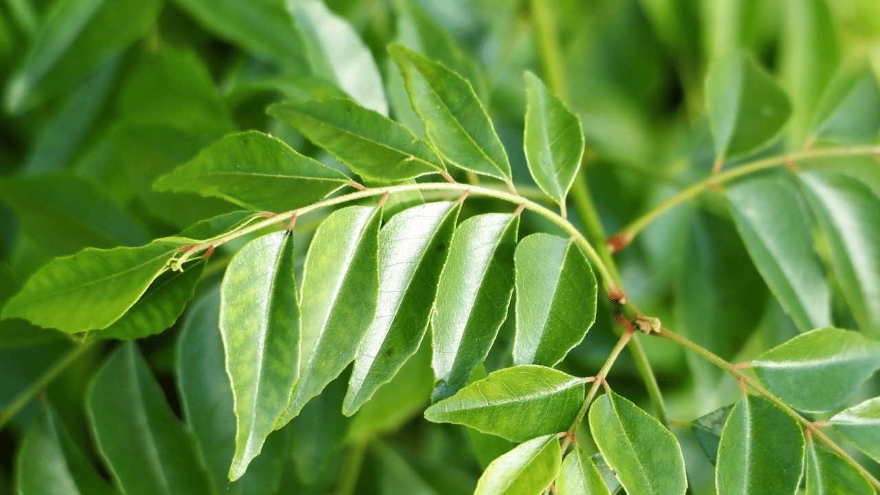 Amla Hair Pack 4: With Curry Leaves