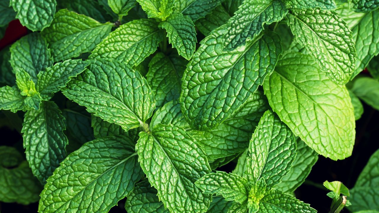 7. Mint and turmeric pack