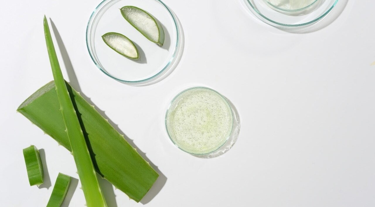Aloe Vera